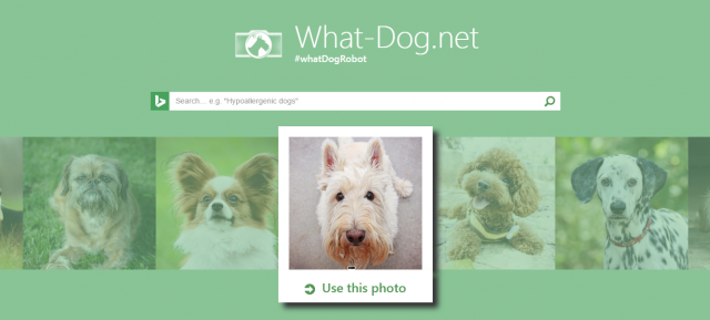 What Dog – новый сервис Microsoft по распознаванию пород собак, и не только