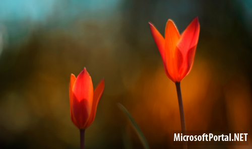 Официальные обои Windows 8 RTM Официальные обои Windows 8 RTM