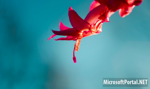 Официальные обои Windows 8 RTM Официальные обои Windows 8 RTM