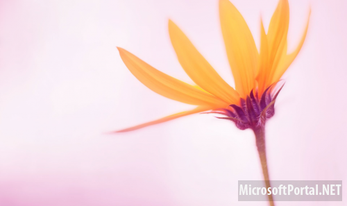 Официальные обои Windows 8 RTM Официальные обои Windows 8 RTM