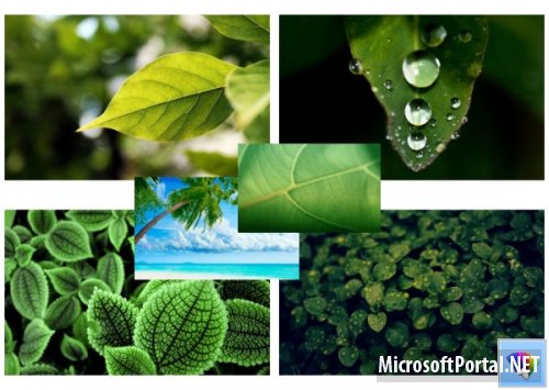 Leaves