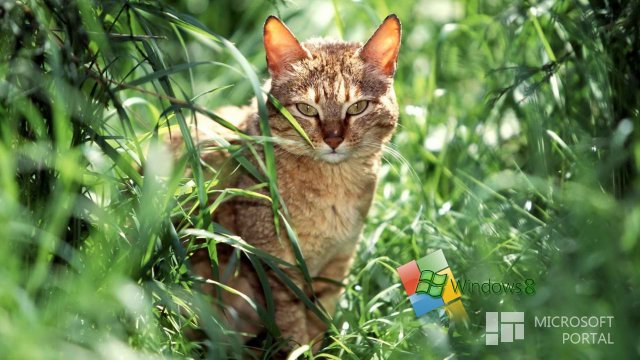 Красивые обои Windows 8 – Часть 3