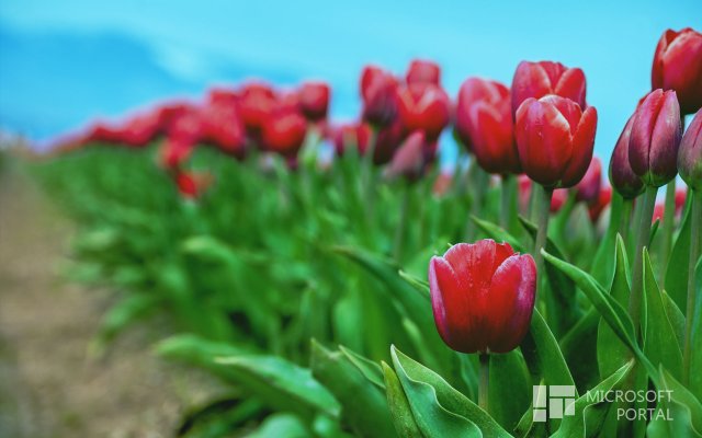 Оригинальная обоина Windows 8 Release Preview